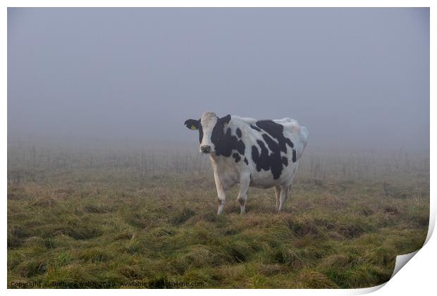 A cow standing on top of a grass covered field Print by barbara walsh
