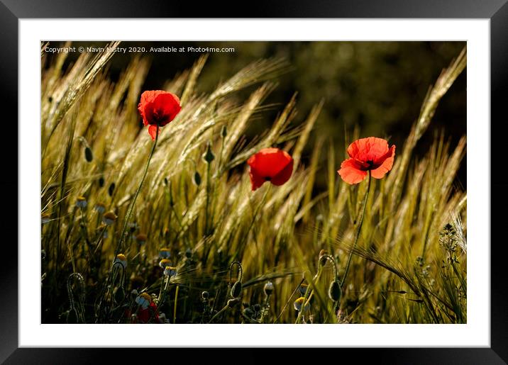 Outdoor field Framed Mounted Print by Navin Mistry