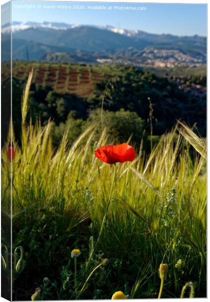 Outdoor field Canvas Print by Navin Mistry