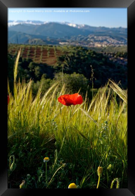 Outdoor field Framed Print by Navin Mistry