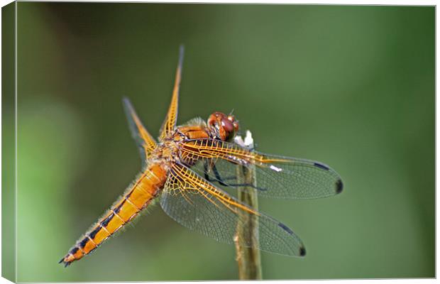 Scarce Chaser Dragonfly 3 Canvas Print by Ruth Hallam