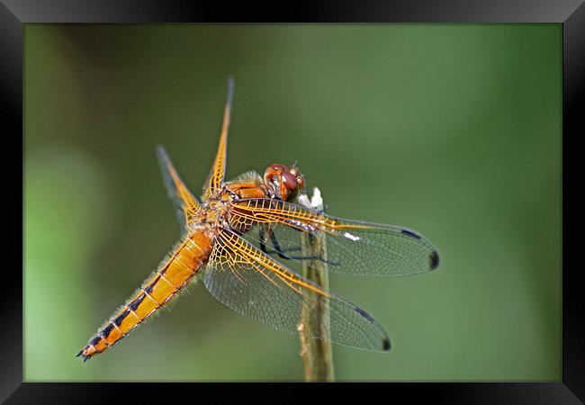 Scarce Chaser Dragonfly 3 Framed Print by Ruth Hallam