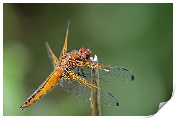 Scarce Chaser Dragonfly 3 Print by Ruth Hallam