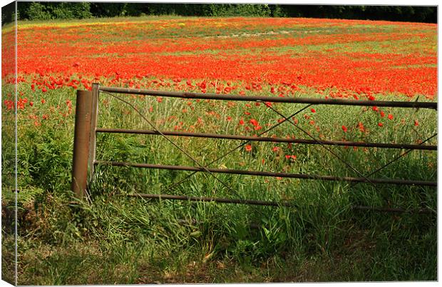 Gateway to the Poppy Field Canvas Print by graham young