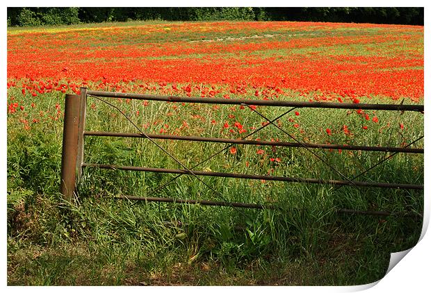 Gateway to the Poppy Field Print by graham young