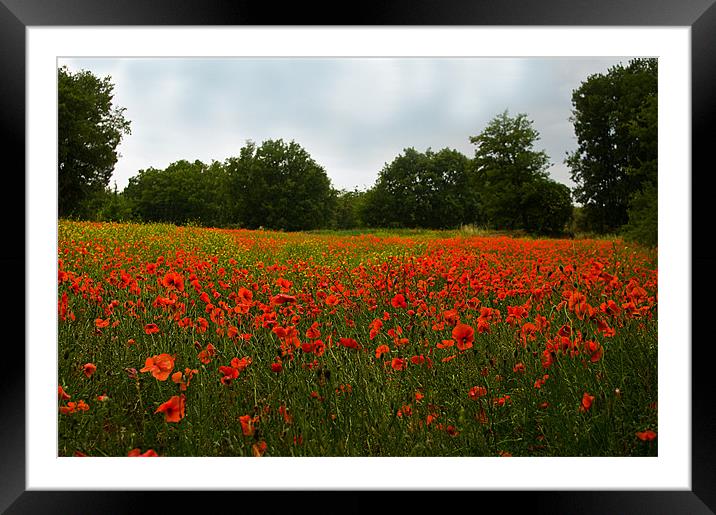 Down Amongst The Poppies Framed Mounted Print by Jacqi Elmslie
