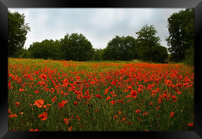 Down Amongst The Poppies Framed Print by Jacqi Elmslie