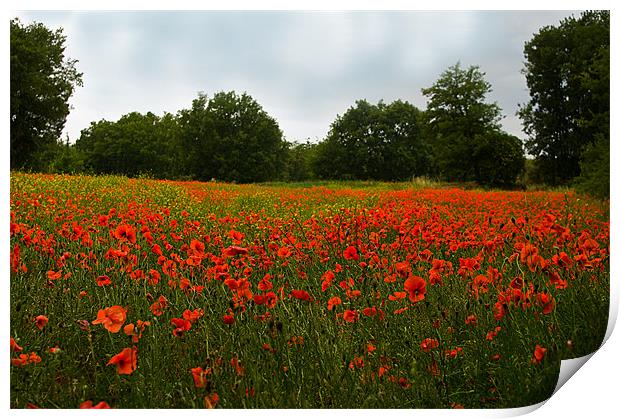 Down Amongst The Poppies Print by Jacqi Elmslie