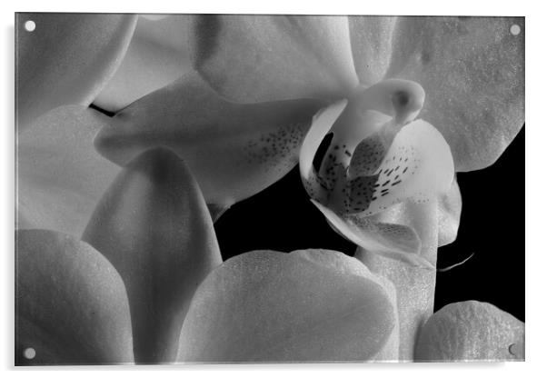 inside an orchid Acrylic by youri Mahieu