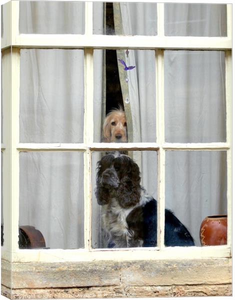 Two Inquisitive dogs in a window. Canvas Print by john hill