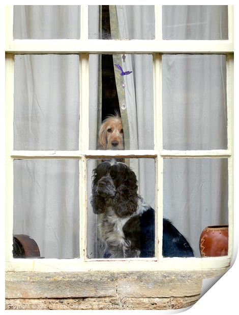 Two Inquisitive dogs in a window. Print by john hill