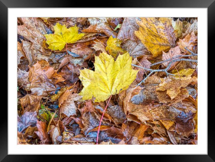 Autumn Colours Framed Mounted Print by Rick Lindley