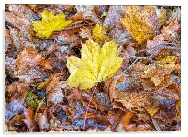 Autumn Colours Acrylic by Rick Lindley