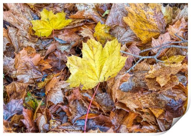 Autumn Colours Print by Rick Lindley
