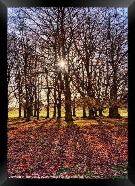 Autumn Sun Framed Print by Rick Lindley