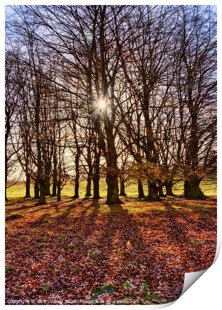 Autumn Sun Print by Rick Lindley