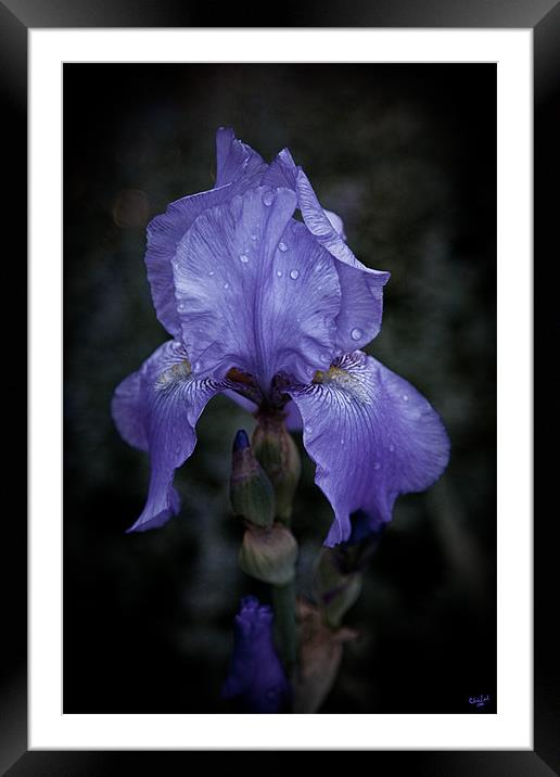 Blue Iris Framed Mounted Print by Chris Lord