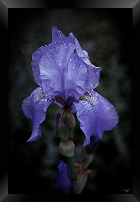 Blue Iris Framed Print by Chris Lord