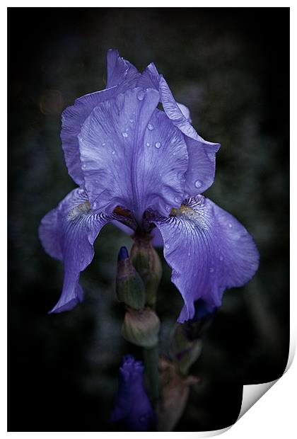 Blue Iris Print by Chris Lord
