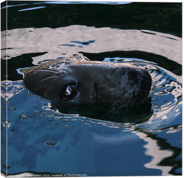 Up close and personal with a Seal Canvas Print by mary spiteri