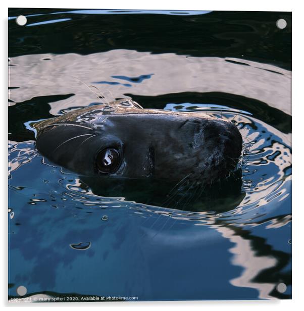 Up close and personal with a Seal Acrylic by mary spiteri