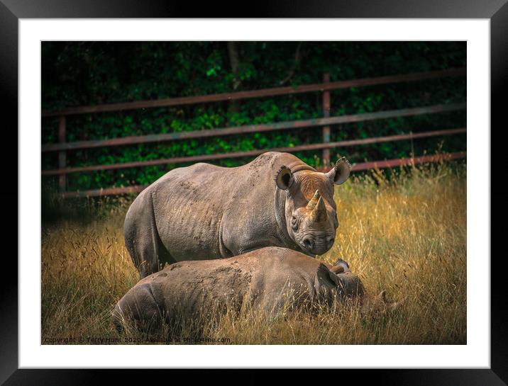 Animal  Framed Mounted Print by Terry Hunt