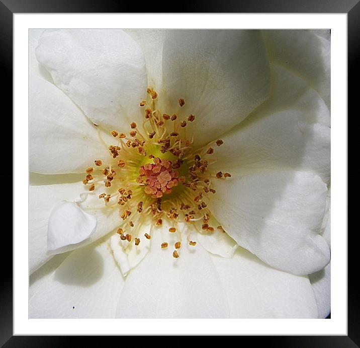 Rose, open with leaf shadow Framed Mounted Print by Patti Barrett