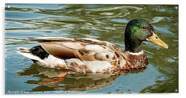 mallard duck Acrylic by keith hannant