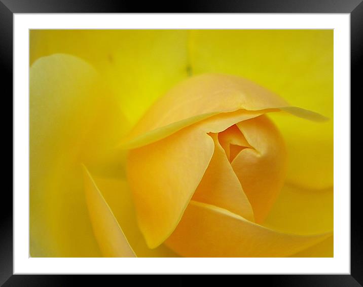 Rose bud yellow macro Framed Mounted Print by Patti Barrett
