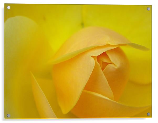 Rose bud yellow macro Acrylic by Patti Barrett