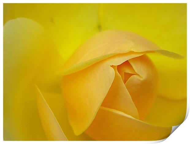 Rose bud yellow macro Print by Patti Barrett