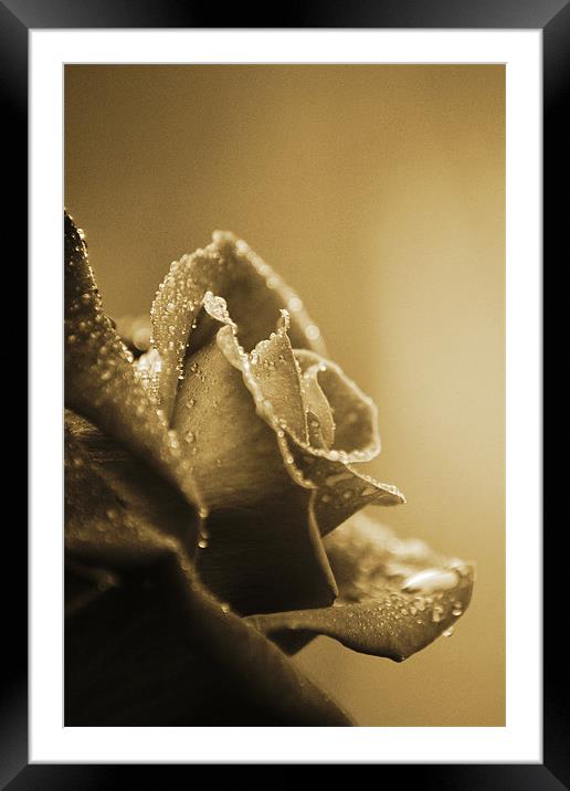 Sepia Delicacy Framed Mounted Print by Donna Collett