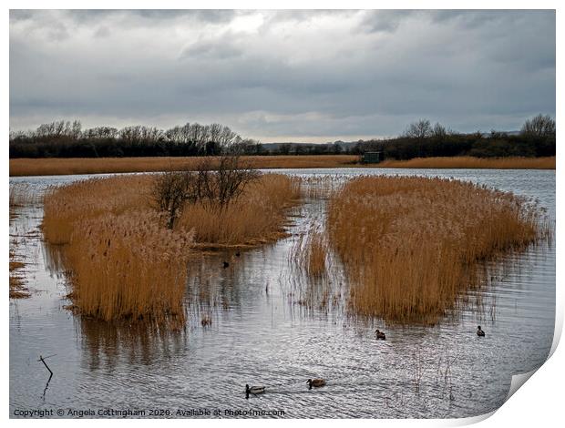 Far Ings Nature Reserve Print by Angela Cottingham
