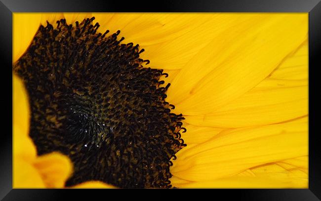 Sunflower Framed Print by Donna Collett