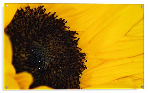 Sunflower Acrylic by Donna Collett