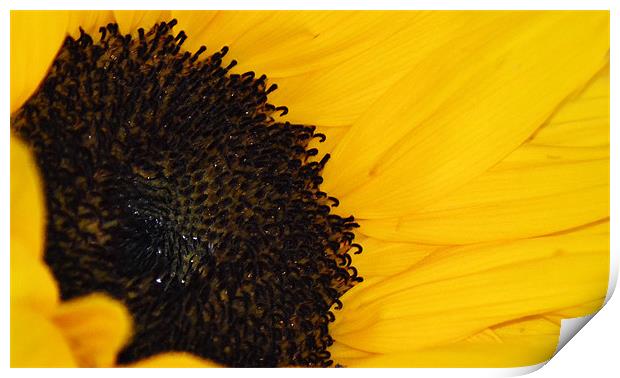 Sunflower Print by Donna Collett