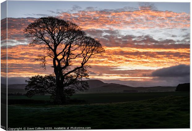 A tree silhouette at sunrise, Scotland Canvas Print by Dave Collins
