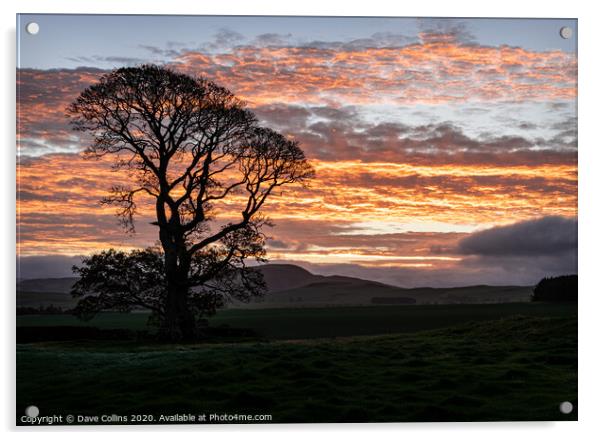 A tree silhouette at sunrise, Scotland Acrylic by Dave Collins