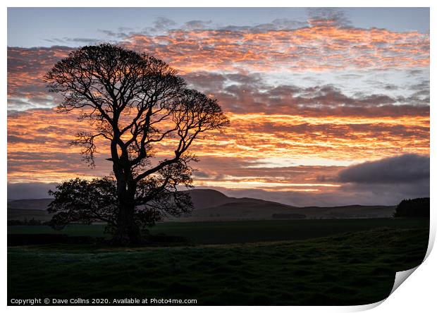 A tree silhouette at sunrise, Scotland Print by Dave Collins