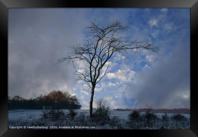 Single Tree At A Frosty Chasewater Country Park Framed Print by rawshutterbug 