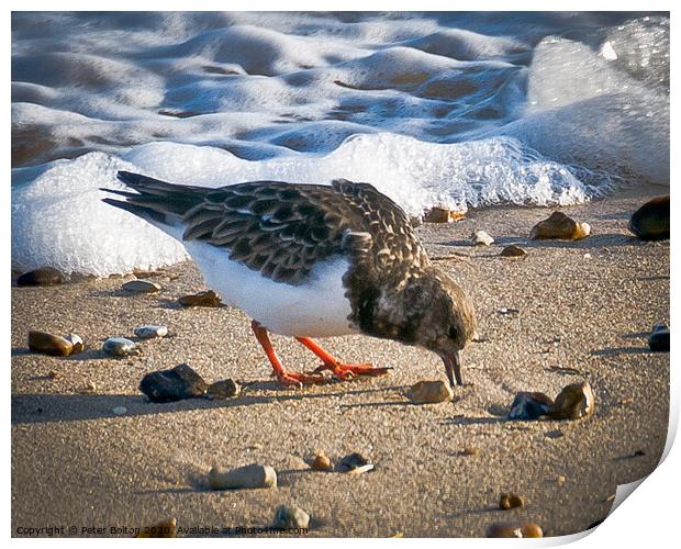 A Turnstone on the beach at The Garrison, Shoeburyness, Essex, UK. Print by Peter Bolton