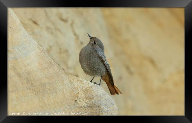 Black redstart Framed Print by Degree North