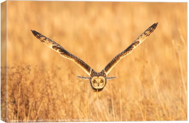 Short eared owl Canvas Print by Degree North