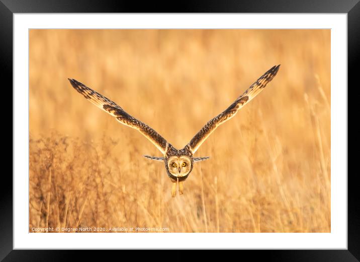 Short eared owl Framed Mounted Print by Degree North