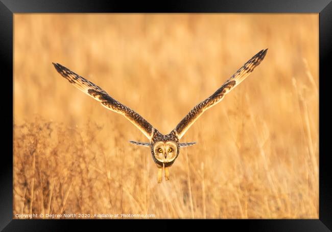 Short eared owl Framed Print by Degree North