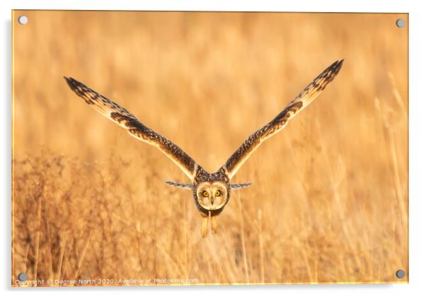 Short eared owl Acrylic by Degree North