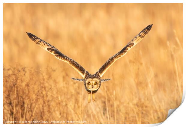 Short eared owl Print by Degree North