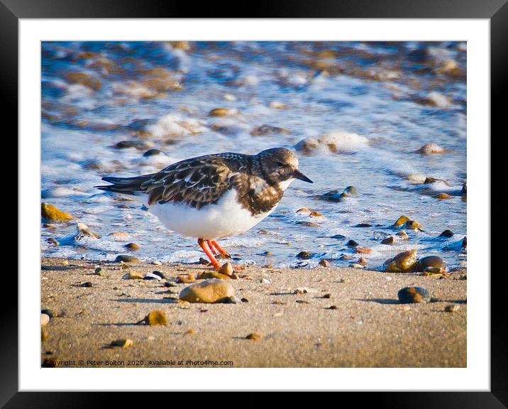 A Turnstone on the beach at The Garrison, Shoeburyness, Essex, UK. Framed Mounted Print by Peter Bolton