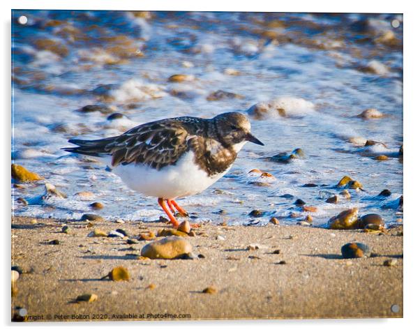 A Turnstone on the beach at The Garrison, Shoeburyness, Essex, UK. Acrylic by Peter Bolton