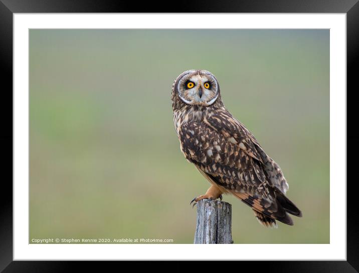 Short eared owl bird of prey Framed Mounted Print by Stephen Rennie
